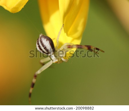 Spider sits on a flower.
