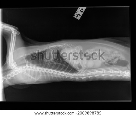 Radiograph of an old spayed female cat. Lateral view. A cat with suspected chronic renal (kidney) disease. A changed structure of the left kidney is visible. Royalty-Free Stock Photo #2009898785