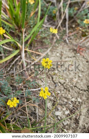 yellow flowers and textured leaves of Hippocrepis comosa plant