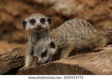 Two young Meerkat on the wood