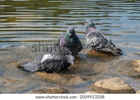 City pigeons wash in the pond.	