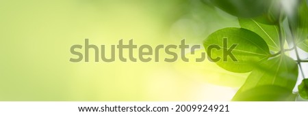 Nature view of green leaf in garden Natural green leaves plants in summer using as spring background cover page greenery environment ecology Global Warming Save World Save Planet Humanity Wallpaper
