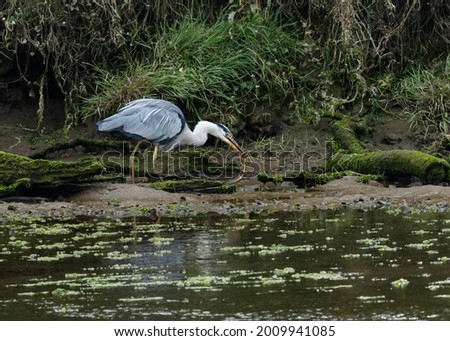 Grey Heron wrestling with and feeding on a caught eel  at a river bank.