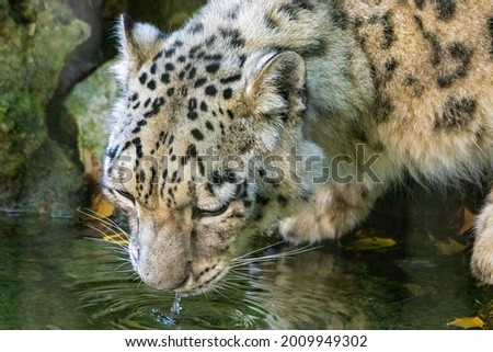  close-up of a snow leopard quenching its thirst at the Viva Nature Park 