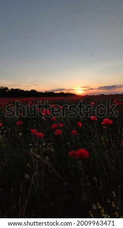 sunset in poppy fields in italy