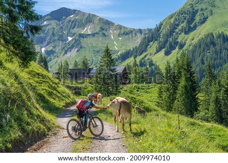 happy senior woman riding her electric mountain bike up to the famous mountain village of Damuels, meeting a herd of cows, in the Bregenz Forest mountain of Vorarlberg, Austria Royalty-Free Stock Photo #2009974010