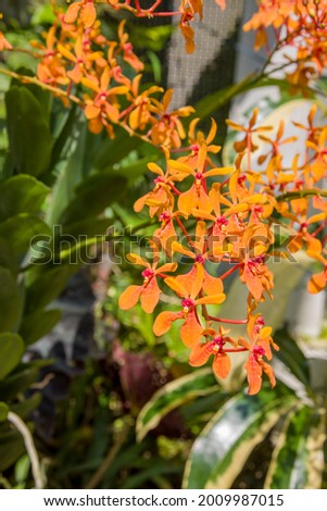 The photo of orchid: Renanthera Kalsom 'Orange'. It is a clone from a hybrid Ren. philippinensis x Ren. storiei