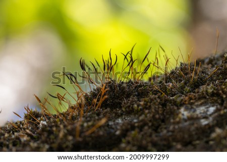 Abstract decor in green and brown tones with vegetal moss on a wooden branch. Image with selective focus.
