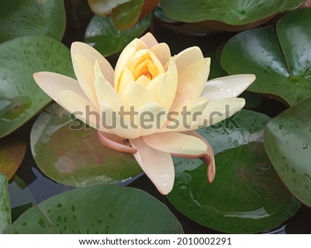 Close-up, White lotus flower blossom bloom on green leaves in pond for stock photo or illustration, summer outdoor, day light