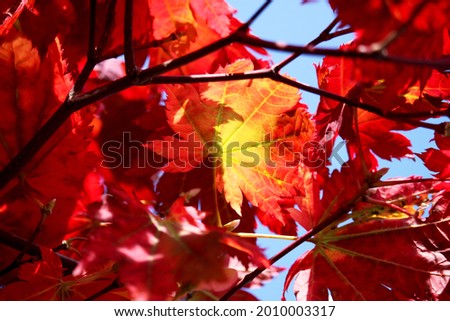 Red maple leaves in autumn in Japan countryside