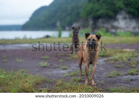 Brown dogs run and play on a light rainy day. in the midst of green nature