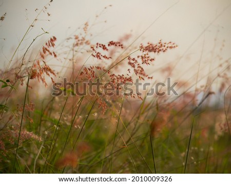pink flowered tall grass on a meadow, ambience of an evening Royalty-Free Stock Photo #2010009326