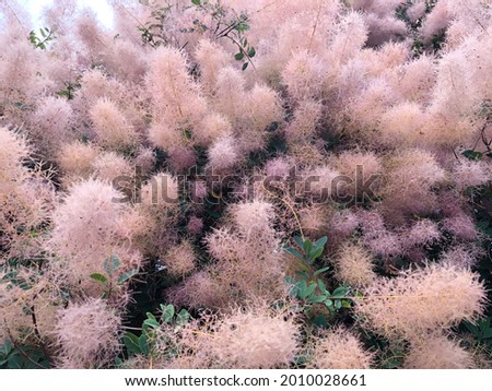 Cotinus coggygria Royal Purple in full flower with a cloudy mass of smoke like flowers
