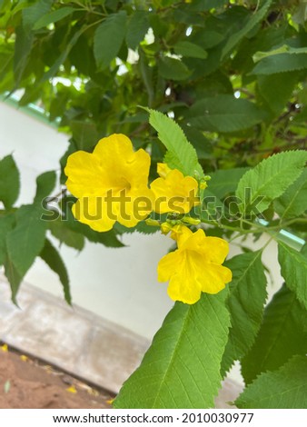Attractive yellow flower with five petals