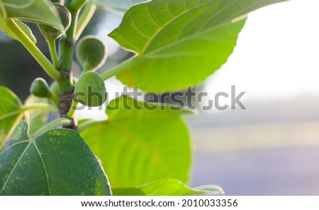 Fig tree in a pot. economic crops.