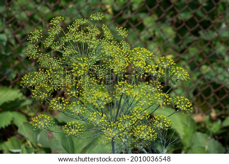 Dill (Anethum graveolens) is an annual herb in the celery family Apiaceae. It is the only species in the genus Anethum. Dill flowers, close-up.