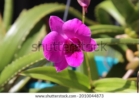 Pink or purple orchid flower and bud with potted aloe succulent plants in patio container garden on sunny day. 