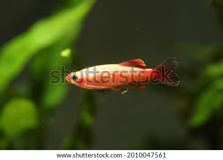 Gold White cloud mountain minnow fish or Albino (Tanichthys albonubes) Royalty-Free Stock Photo #2010047561