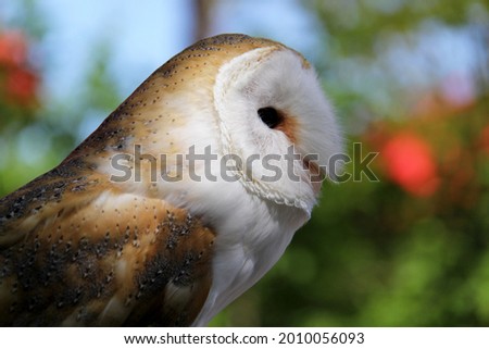 Close up of a barn owl head