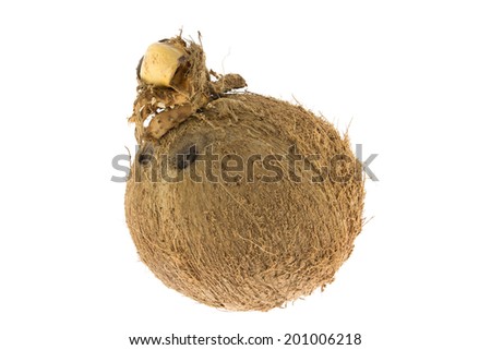 Brown coconut isolated on white background