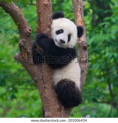 Cute panda in tree Royalty-Free Stock Photo #201006434