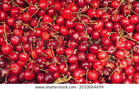 Fresh organic cherries on the market table. A bunch of fresh organic cherry. A group of cherry.  Healthy fruits concept. 