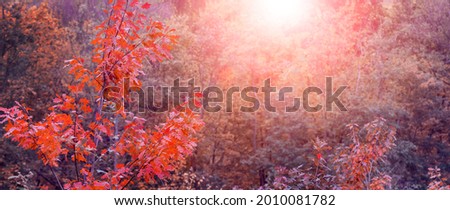 Autumn forest with red trees during sunset, autumn background