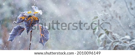 Winter background with dry leaves on tree branches during snowfall, winter garden