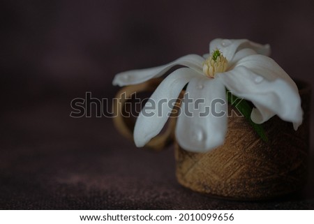 Large white magnolia flowers. Delicate flowers with large petals. Still life.
