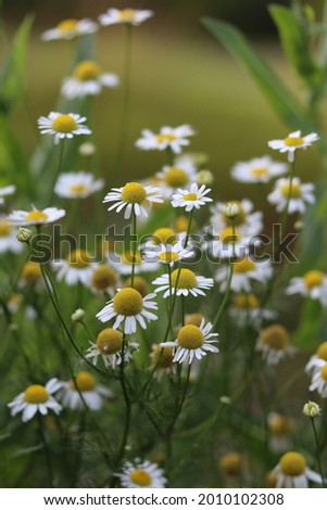 flowering; Chamomile. Chamomile field blooms, chamomile flowers on a meadow in summer, selective focus