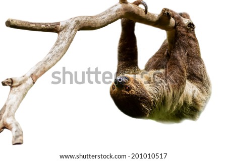 sloth in a tree Royalty-Free Stock Photo #201010517