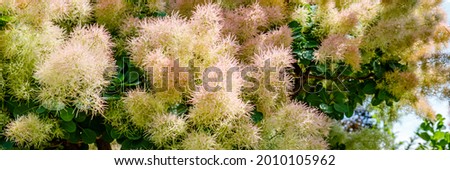 Beautiful Cotinus Coggygria or rhus cotinus plant with soft pink flowers. European smoketree blossoms. Skumpiya tanning pale pink bloom, closeup. Banner. Royalty-Free Stock Photo #2010105962