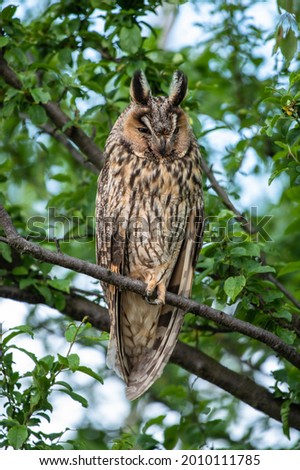 Long-eared owl Sleeping on a tree branch, majestic owl portrait, cute Asio Otus with closed eyes  Royalty-Free Stock Photo #2010111785