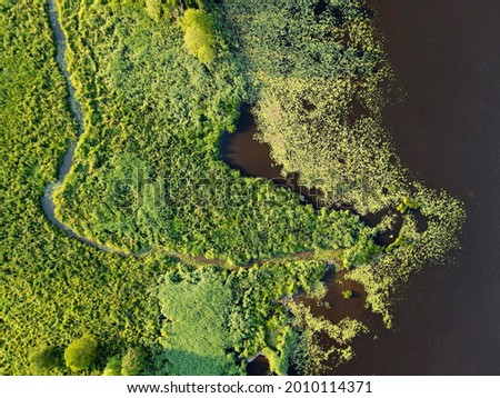 A picture of a river bank trees that reminds a face of a human