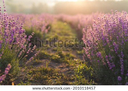 Beautiful lavender field. Summer time