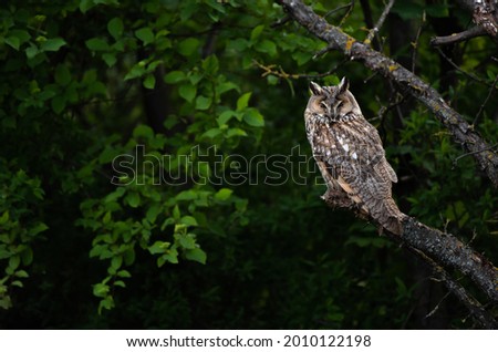 Funny Long-eared owl sitting on tree branch, majestic owl portrait , focused Asio Otus  Royalty-Free Stock Photo #2010122198