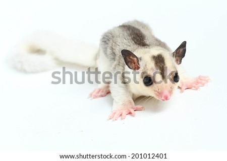 sugar glider in front of a white background