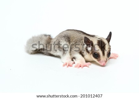 sugar glider in front of a white background