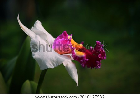 Anna Balmores Cattleya Orchid flower on nature green background