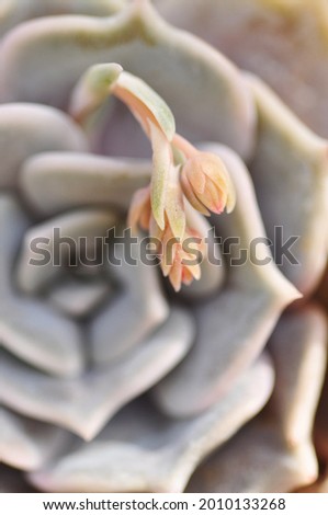 close up of succulent at dry garden
