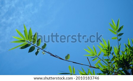 Bamboo leaves with blue sky background, there is space for your text design