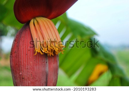 a photo of a yellow flower on a maroon banana heart in a farm garden