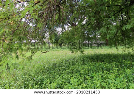 Landscape, trees, outdoor areas, green leaves, selectable focus