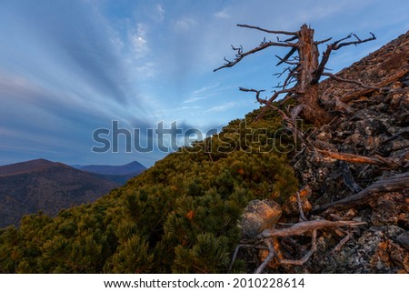 Sikhote-Alin Biosphere Reserve. The rocky slope of Mount Lysaya. A steep slope of a rocky mountain during a bright sunrise. Dry trees grow on a steep mountainside.