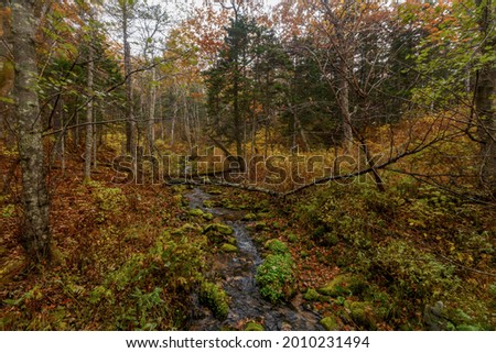 Sikhote-Alin Biosphere Reserve. A small clean stream flows through the protected autumn forest. The river flows among small stones in the forest.