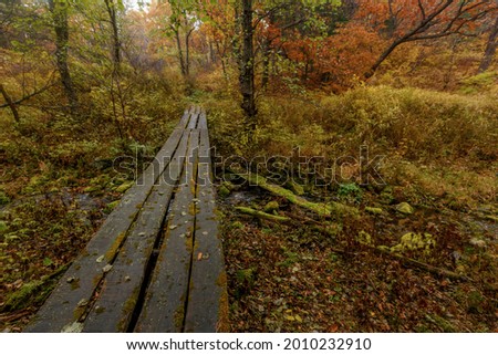 Sikhote-Alin Biosphere Reserve. Wooden footbridge over a small stream in the autumn forest. Ecological hiking trail.
