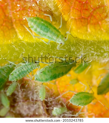 Close-up of aphids on a tree leaf. Macro