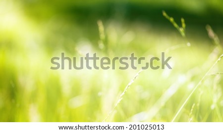 abstract nature background in the morning