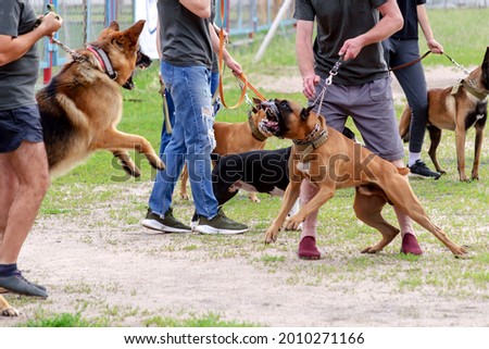 Dog fight during a walk-in dog park. German Shepherd and Boxer showing aggression. Owners hold pets on leashes.