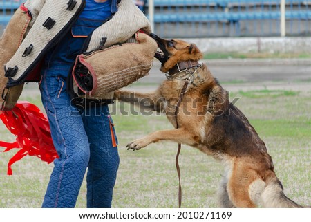Guard dog training. Step 4. Figurant and German shepherd dog. Pet attacks  person in special protective clothing. Service dog training. Side View. Series Part. Motion Blur. Royalty-Free Stock Photo #2010271169